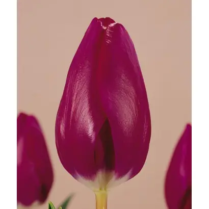 Menuet / Мэнуэт