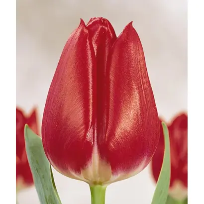 Merry Christmas / Мэррь Чристмас