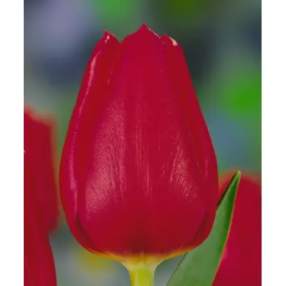 Meteor / Мэтэор