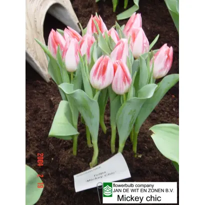 Mickey Chic / Мицкэь Чиц