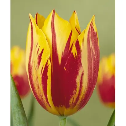 Mickey Mouse / Мицкэь Моусэ