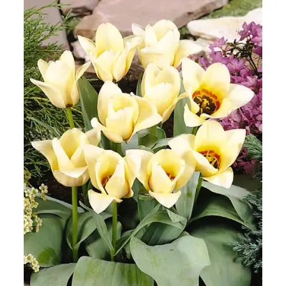 Mieke Telkamp / Миэкэ Тэлкамп