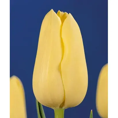 Milano / Милано