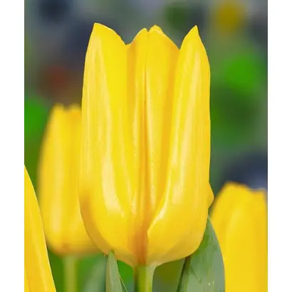 Mini Star / Мини Стар