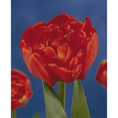 Miranda / Миранда