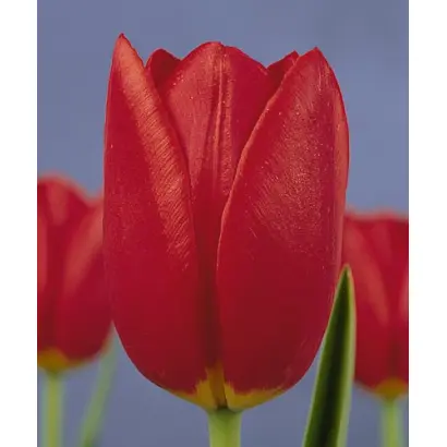 Miss Holland / Мисс Hолланд