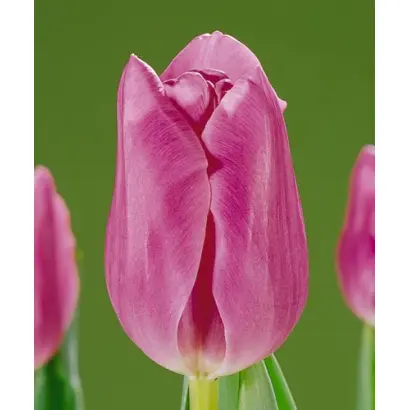 Mistress / Мистрэсс