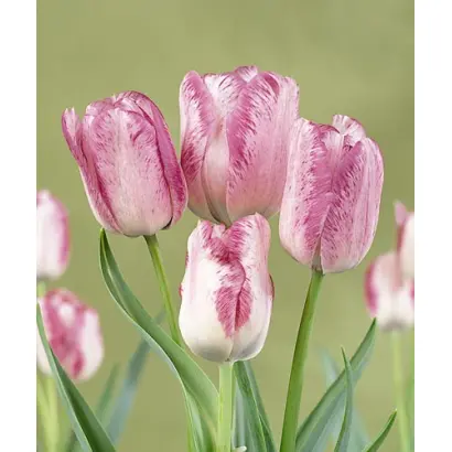 Modern Style / Модэрн Стьлэ