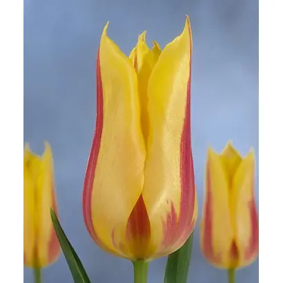 Mona Lisa / Мона Лиса