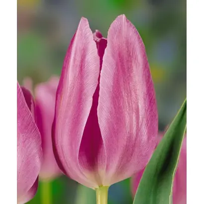 Monaco / Монацо