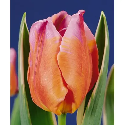 Monarch Beauty / Монарч Бэауть