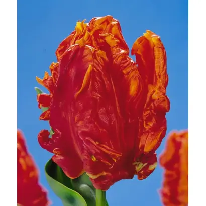 Monarch Parrot / Монарч Паррот