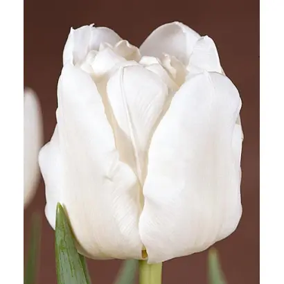 Mondial / Мондиал