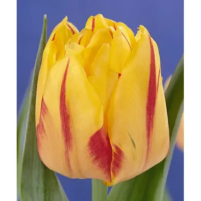 Monsella / Монсэлла