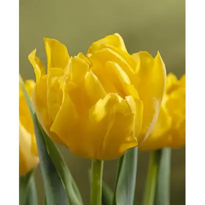 Monte Carlo / Монтэ Царло