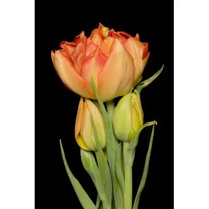 Monte Orange / Монтэ Орангэ