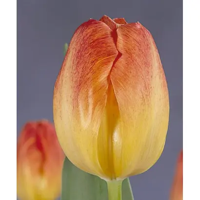 Montevideo / Монтэвидэо