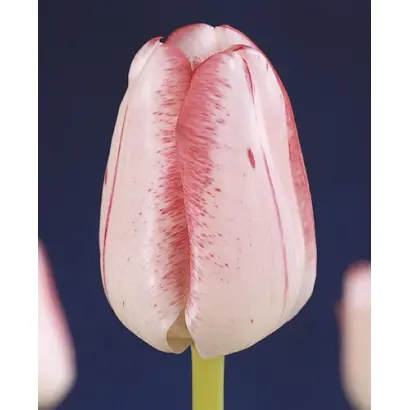 Montgomery / Монтгомэрь