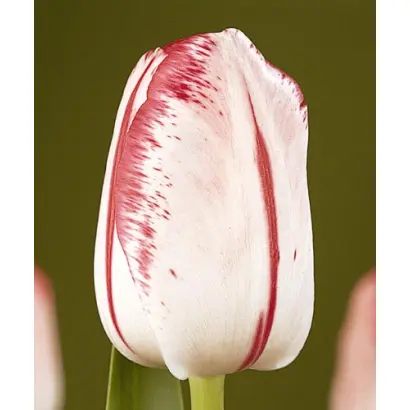 Montgomery Elite / Монтгомэрь Элитэ