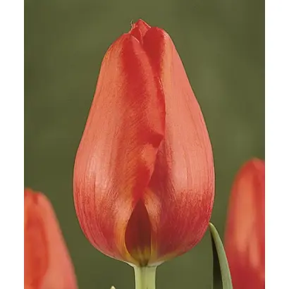 Montpellier / Монтпэллиэр