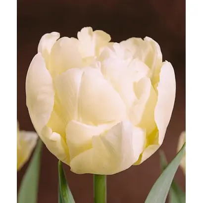 Montreux / Монтрэуx