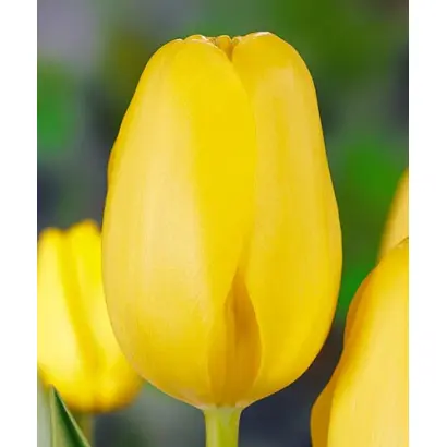 Moonwalker / Моонwалкэр