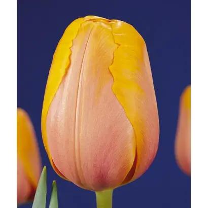 Morning Delight / Морнинг Дэлигhт