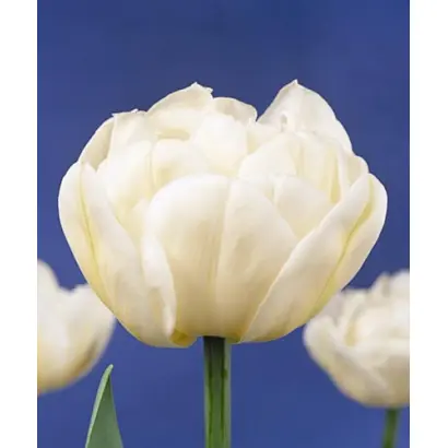 Mount Tacoma / Моунт Тацома