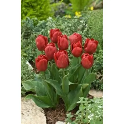 Mountain High / Моунтаин Hигh