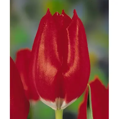 Movie Star / Мовиэ Стар