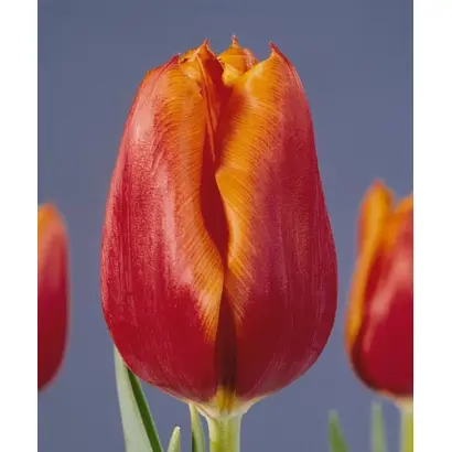 Mr. N.J. Buur / Мр. Н.Й. Буур