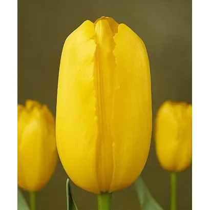 Mrs. John T. Scheepers / Мрс. Ёhн Т. Счээпэрс