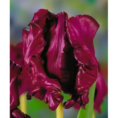 Muriel / Муриэл