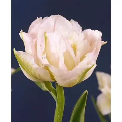 Murillo / Мурилло