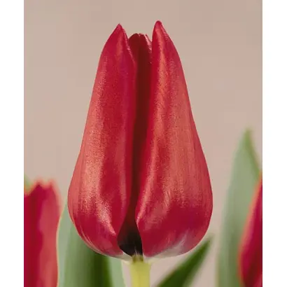 Musical / Мусицал