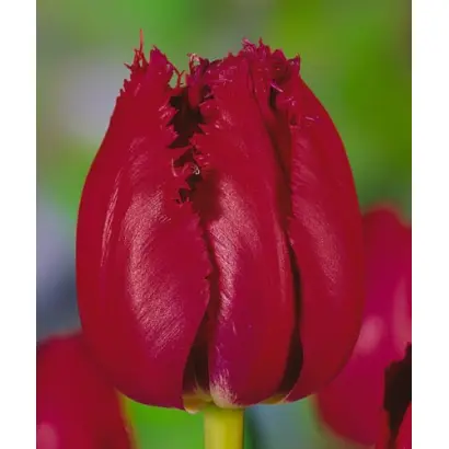 Mustang / Мустанг