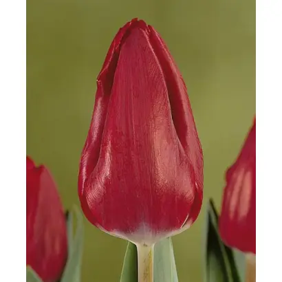 Nairobi / Наироби