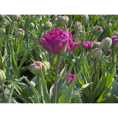 Negrita Double / Нэгрита Доублэ