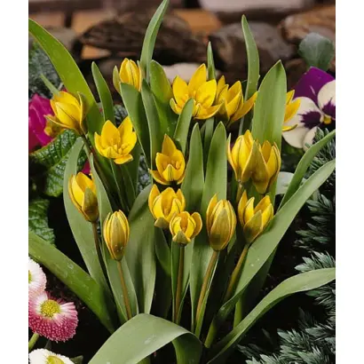 Neustruevae / Нэуструэваэ