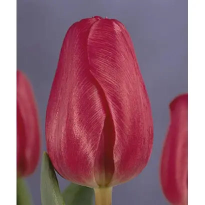 Nico Vos / Ницо Вос