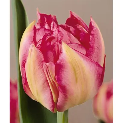 Niels Finsen / Ниэлс Финсэн