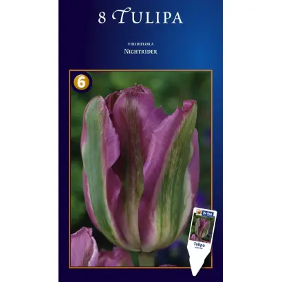 Night Rider / Нигhт Ридэр