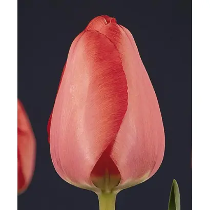 Niigata / Ниигата