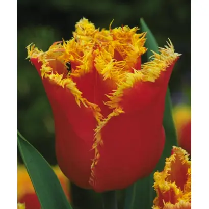 Nippon / Ниппон