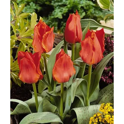 Noble Venture / Ноблэ Вэнтурэ