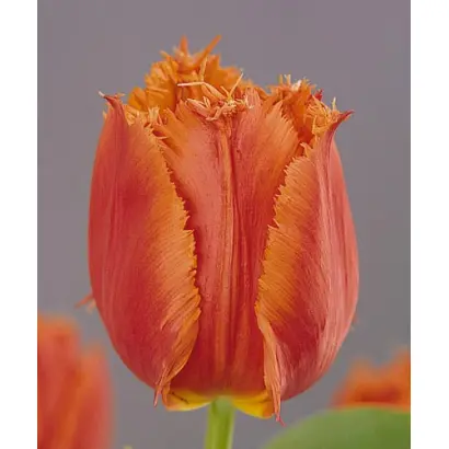 Noranda / Норанда