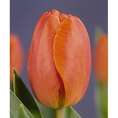 Northgo / Нортhго