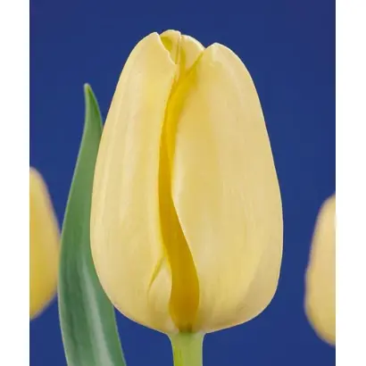 Nova Zembla / Нова Зэмбла