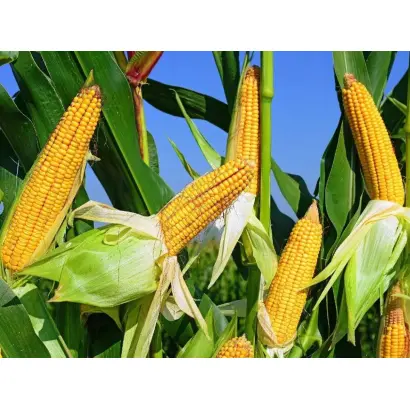 Добриво азотно-фосфорне сірковмісне NP+S=20:20+14, гp.