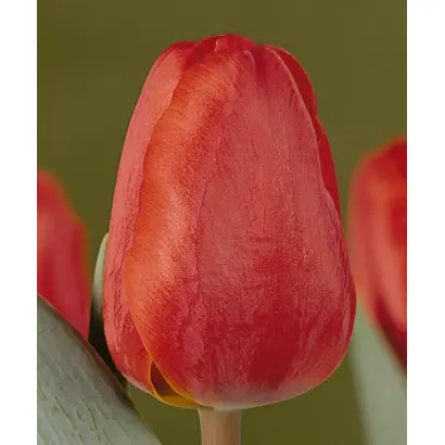 Olaf Palme / Олаф Палмэ